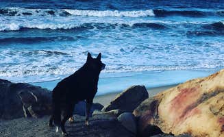Steve L.'s photo of camping with pets at Rincon Parkway RV Overnight near Oxnard, CA