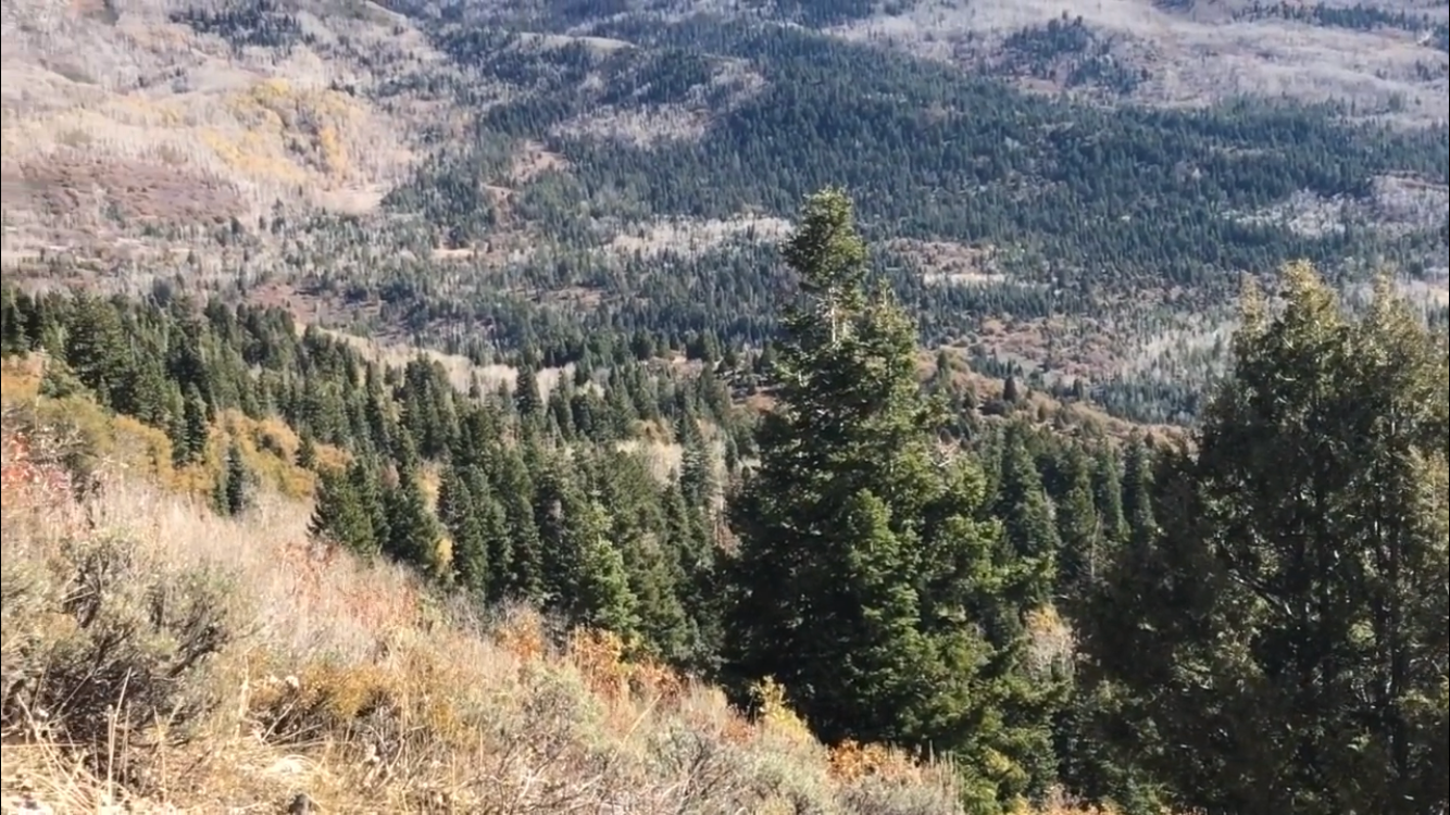 View All