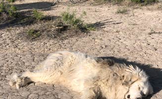Hayley K.'s photo of camping with pets at Rabbit Hole Ranch near Blanca, CO