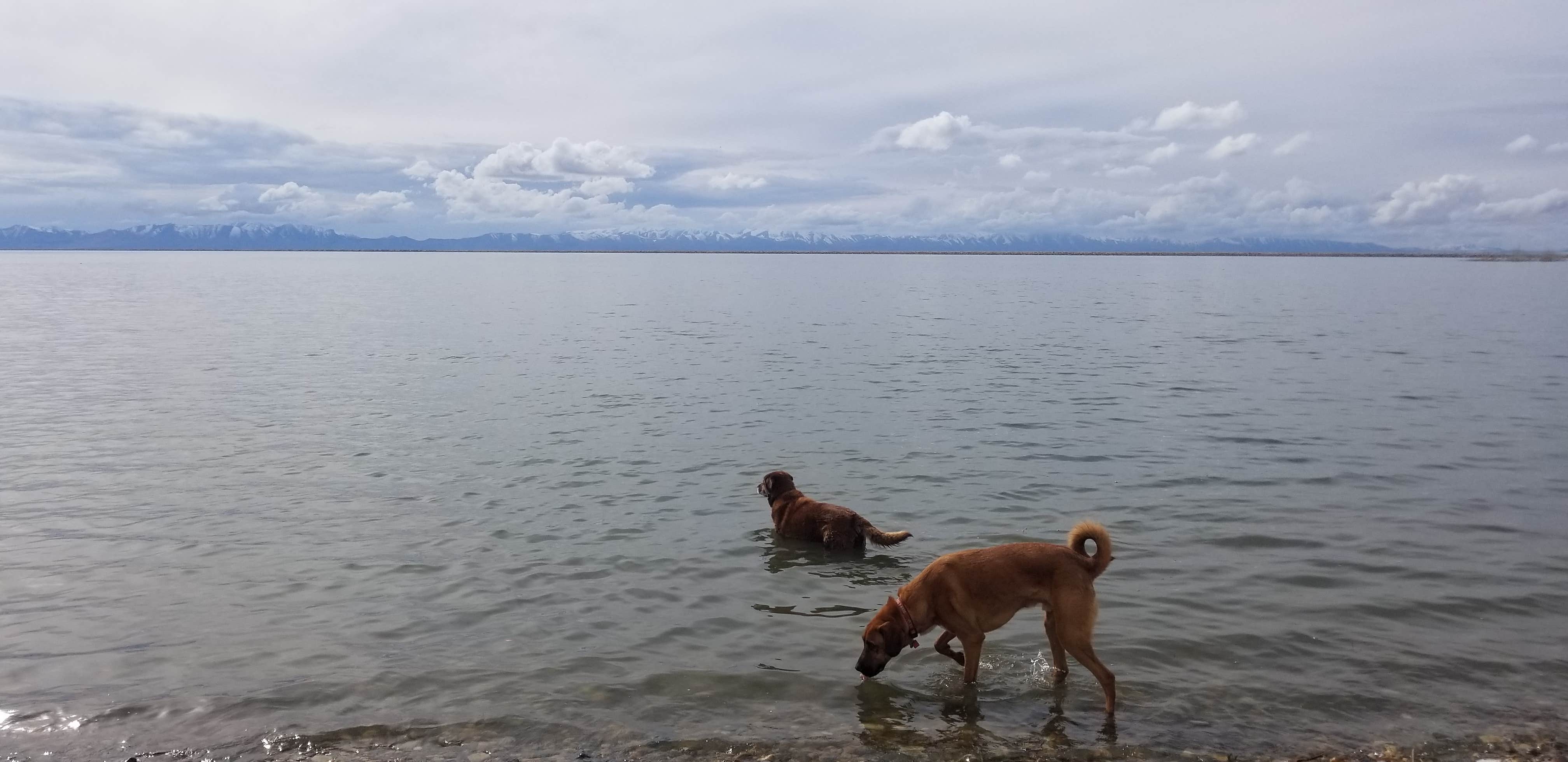 Brad B.'s photo of camping with pets at Willard Bay North Marina Campground in Utah