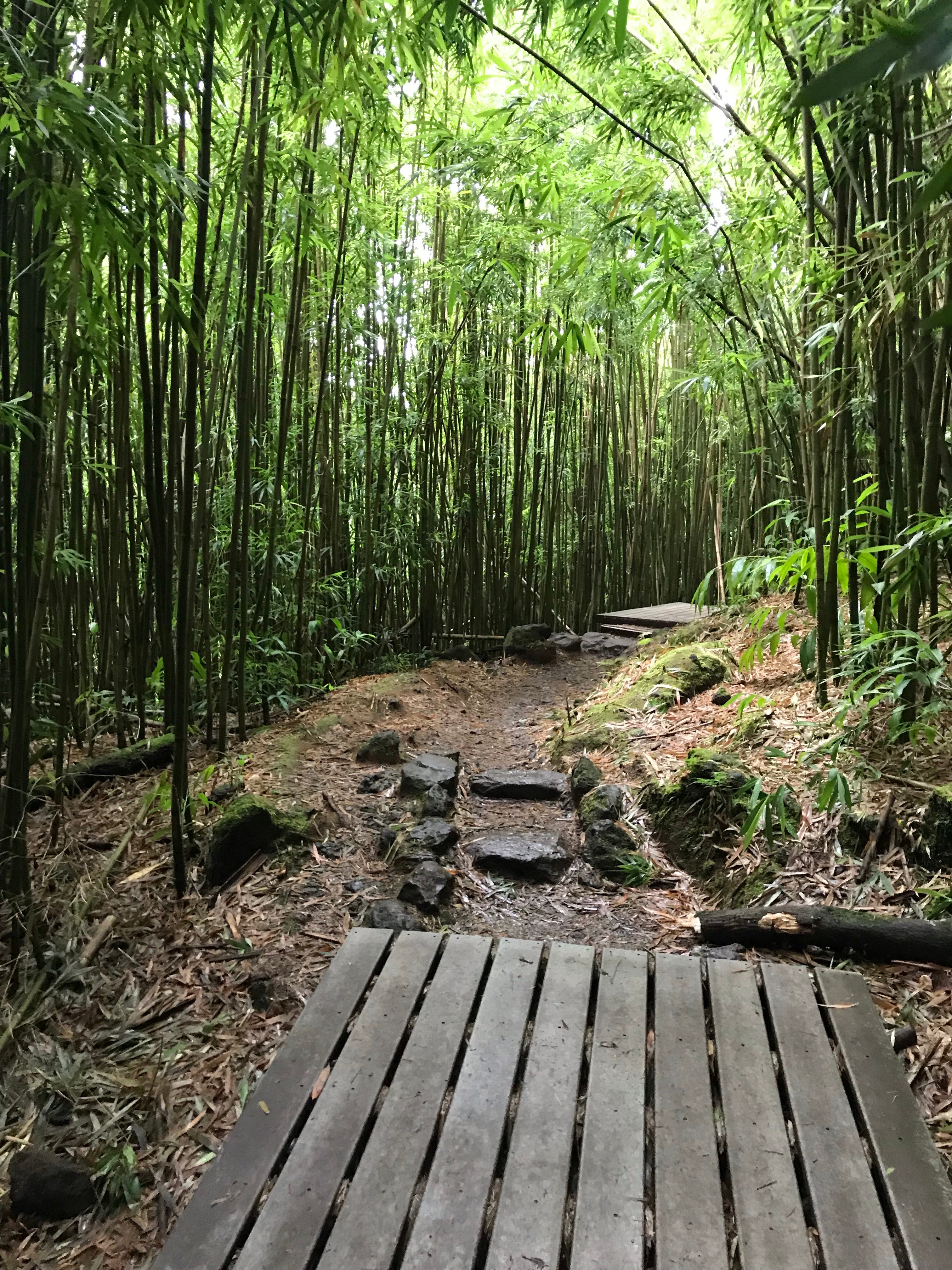 Bamboo forest boardwalk