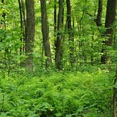Review photo of French Creek State Park Campground by Jen R., June 3, 2019