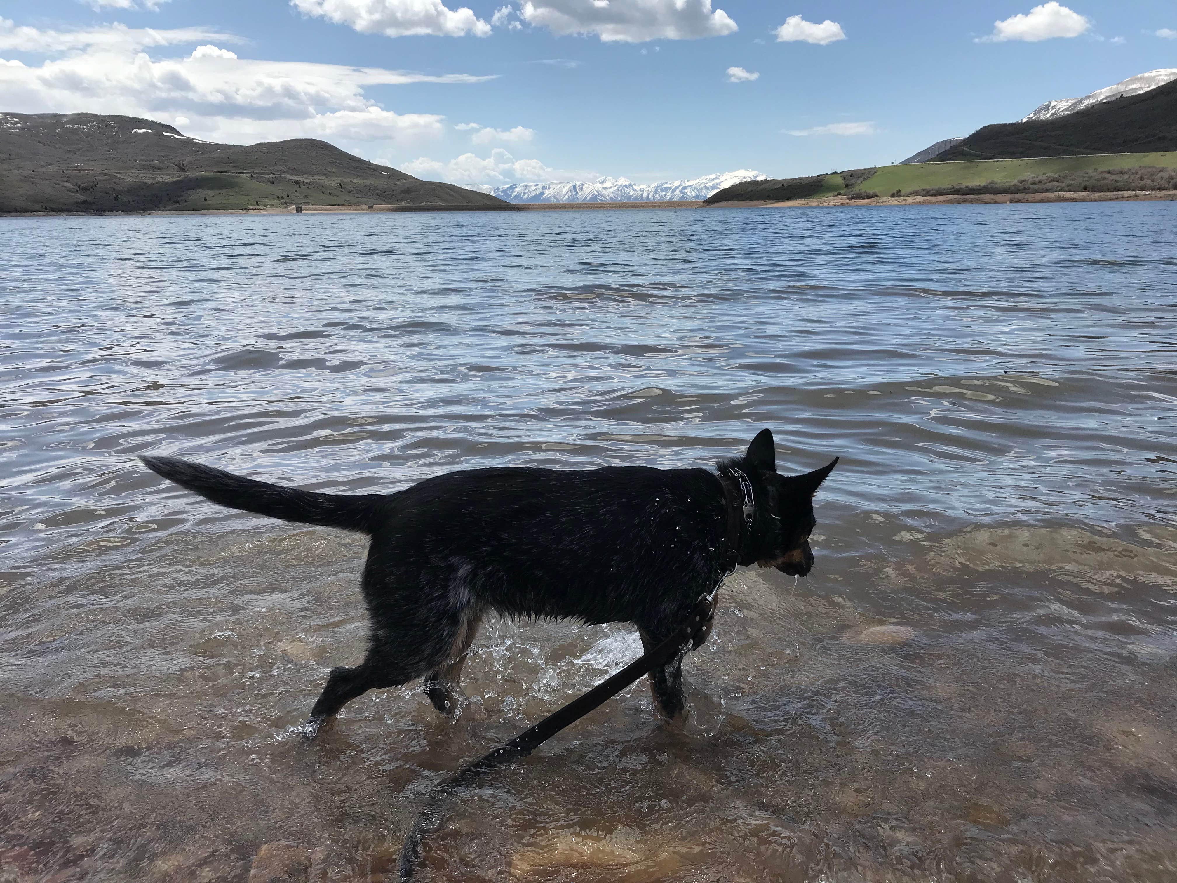 Derek E.'s photo of camping with pets at Hailstone - Upper Fisher Campground — Jordanelle State Park near Heber, UT
