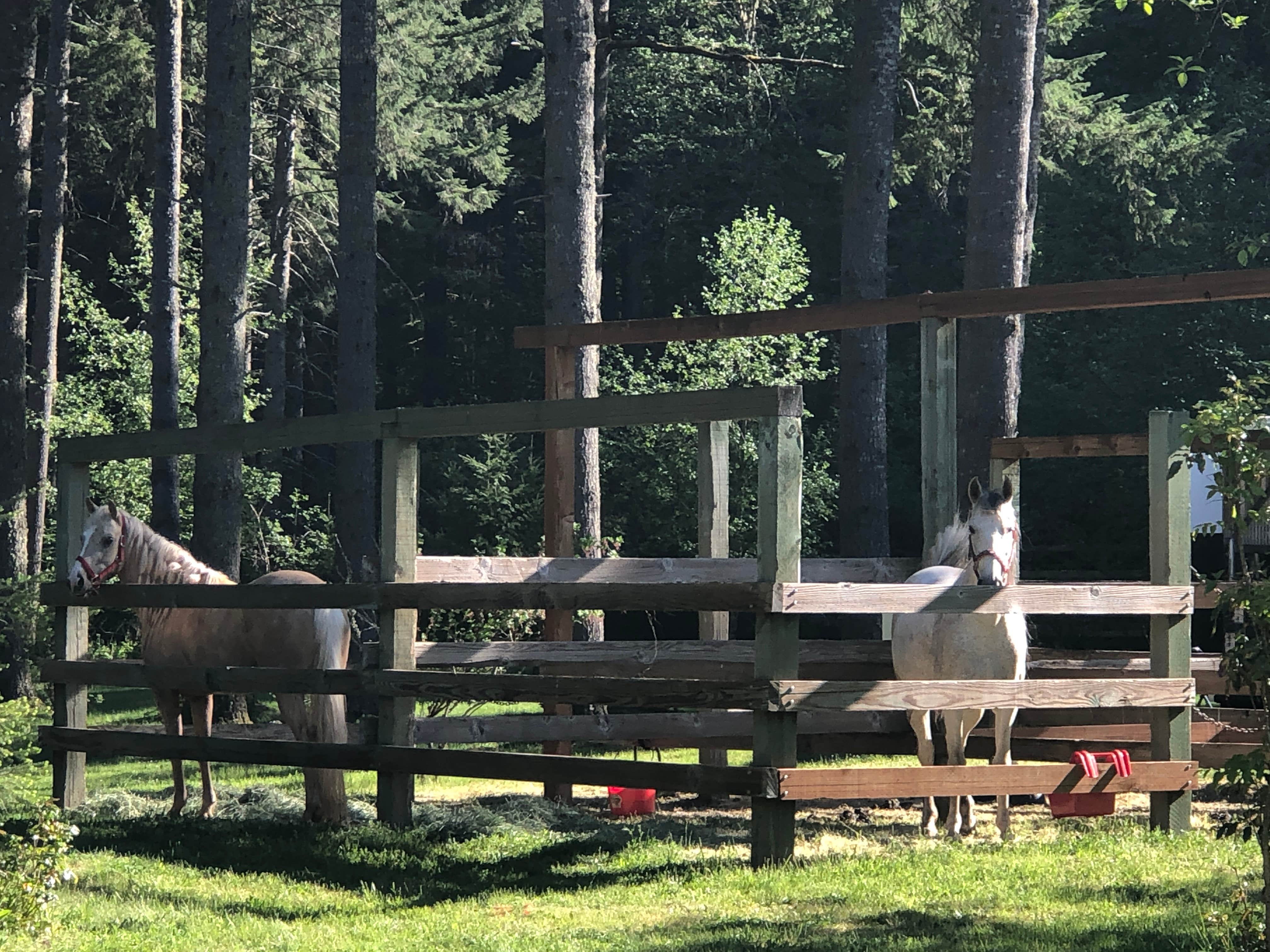 Stephanie Z.'s photo of camping with a horse at Hares Canyon Horse Camp — L.L. Stub Stewart Memorial State Park near Vancouver, WA