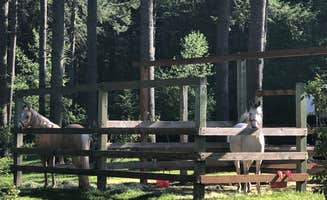 Stephanie Z.'s photo of camping with a horse at Hares Canyon Horse Camp — L.L. Stub Stewart Memorial State Park near Vancouver, WA