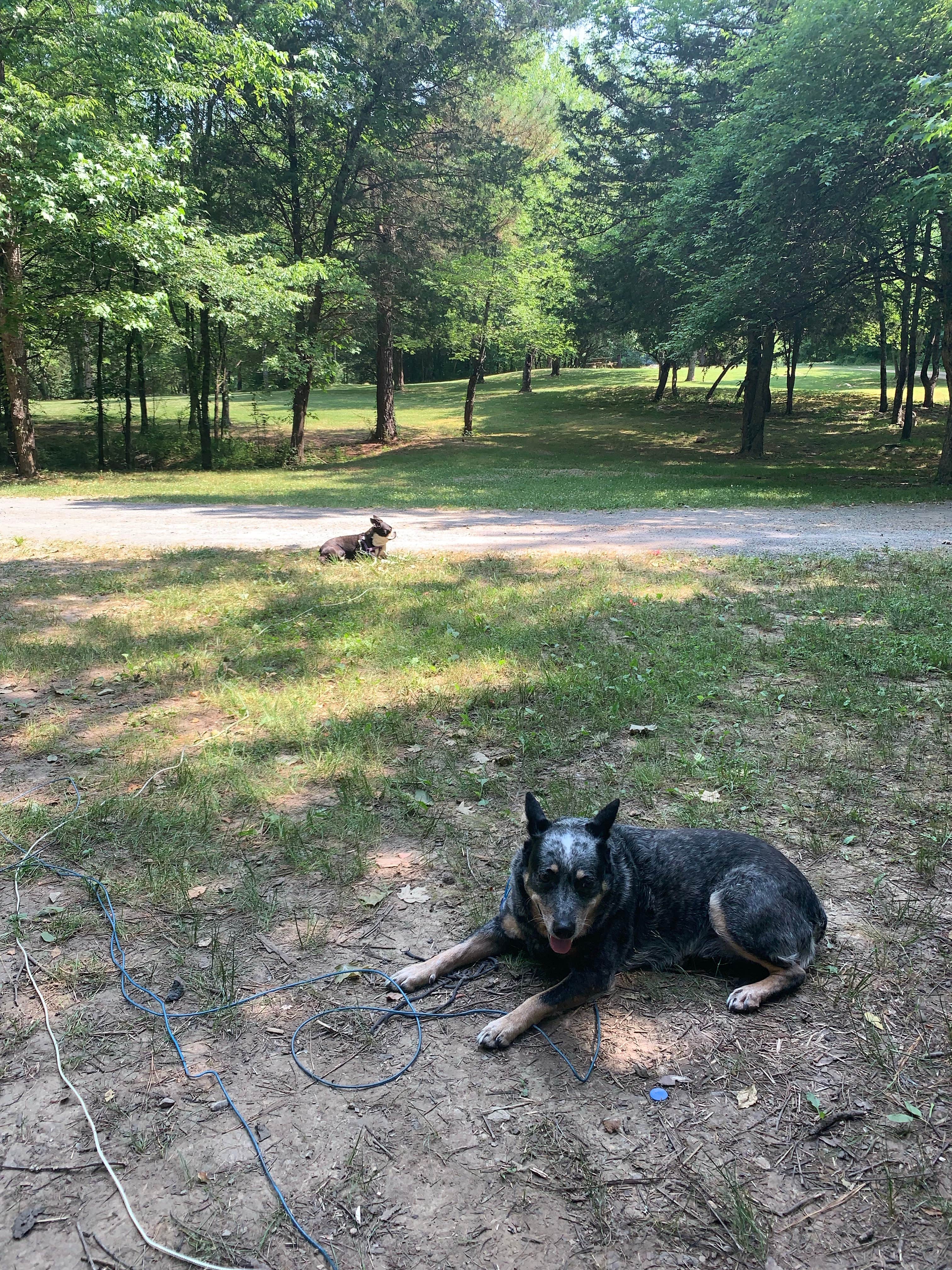 Jessica B.'s photo of camping with pets at Cathedral Caverns State Park Campground near Baileyton, AL