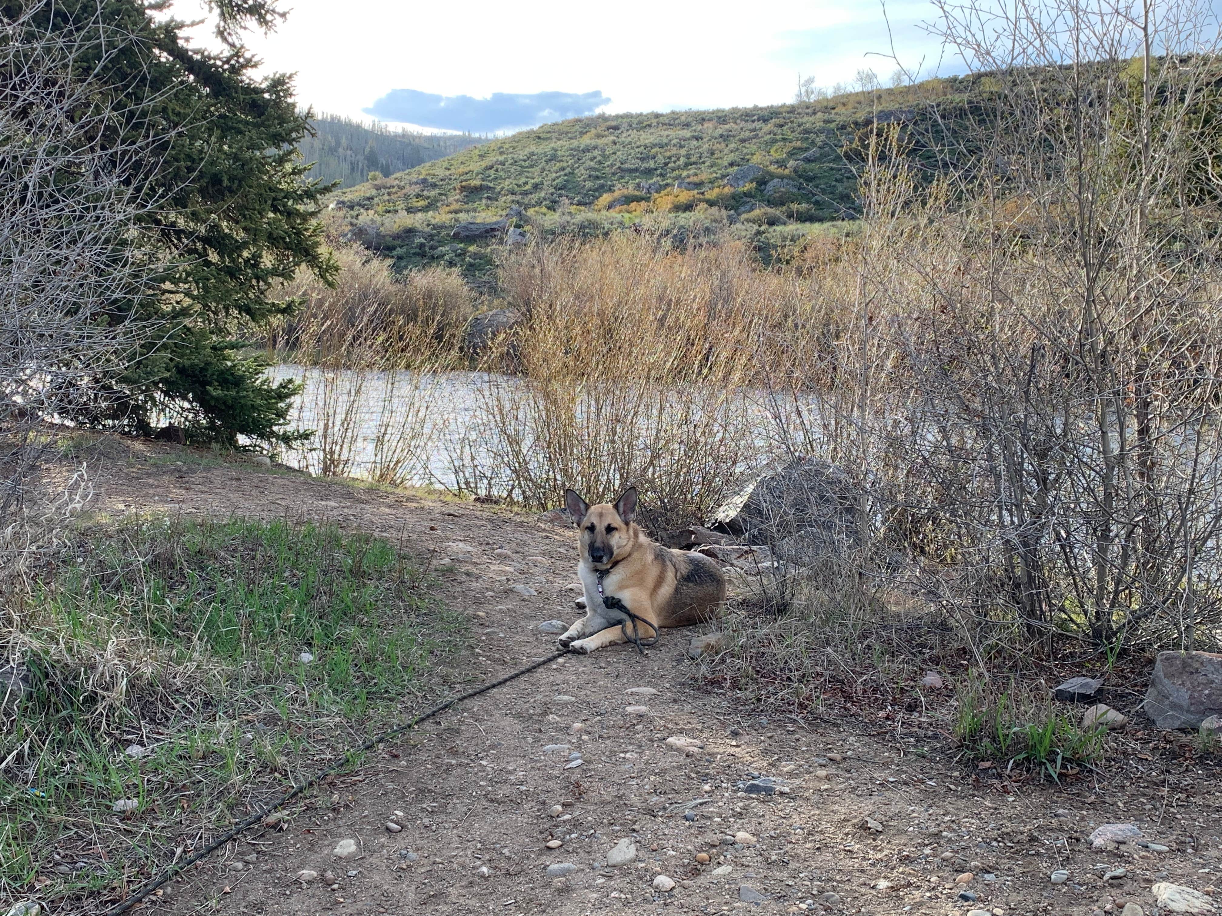 Zack D.'s photo of camping with pets at Blue River Campground (Co) — White River National Forest near Silverthorne, CO