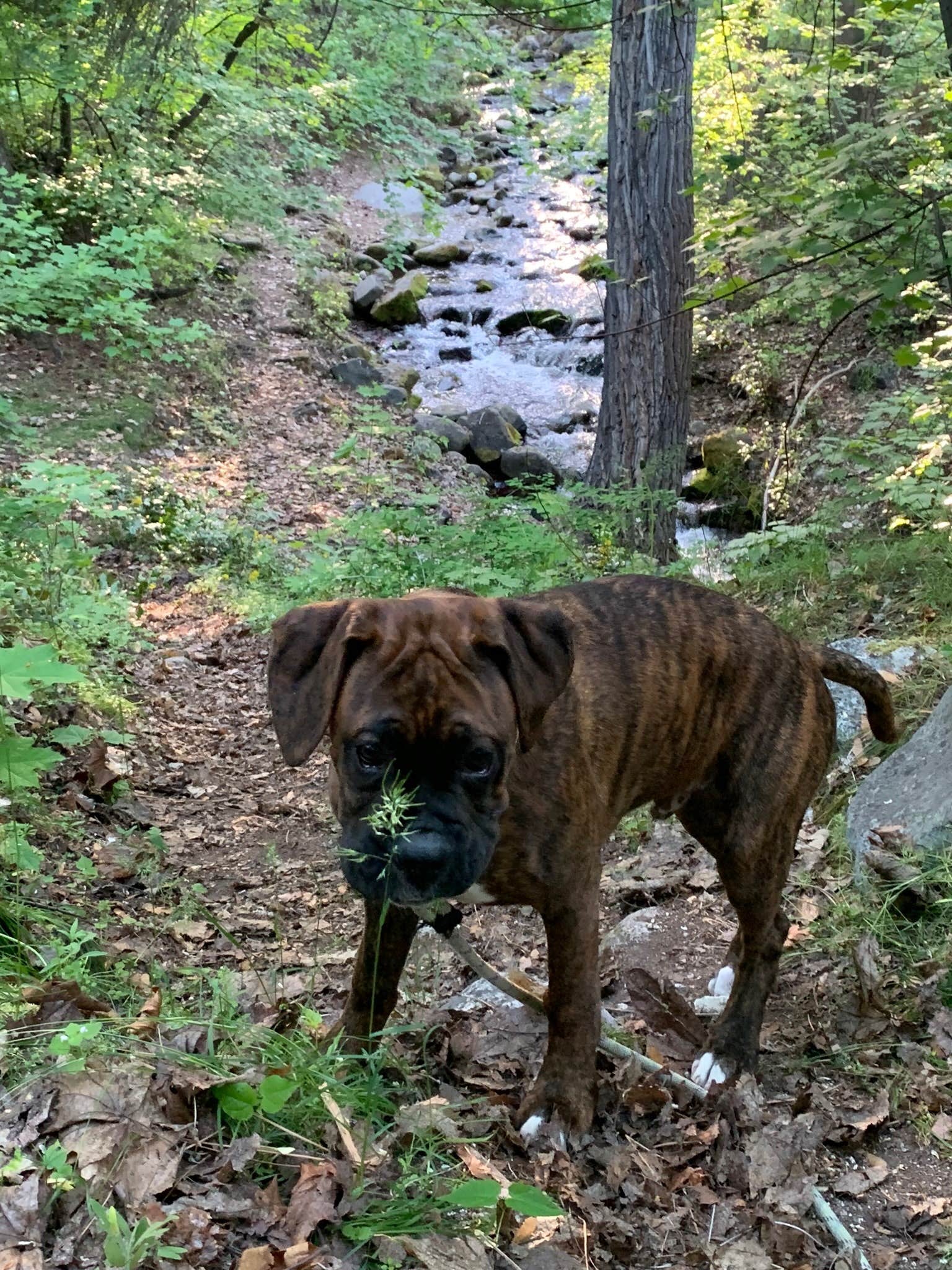 Jason P.'s photo of camping with pets at Lake Chelan State Park Campground near Chelan, WA