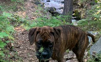 Jason P.'s photo of camping with pets at Lake Chelan State Park Campground near Carlton, WA