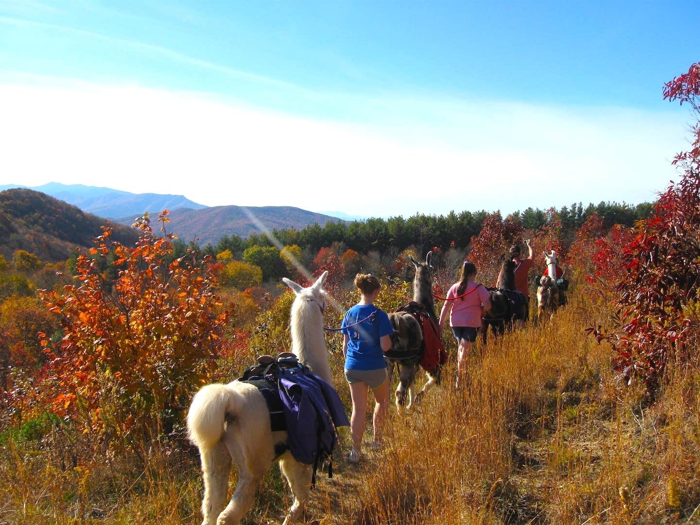 Camper submitted image from The Wandering Llamas - 5