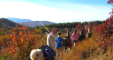 The Wandering Llamas