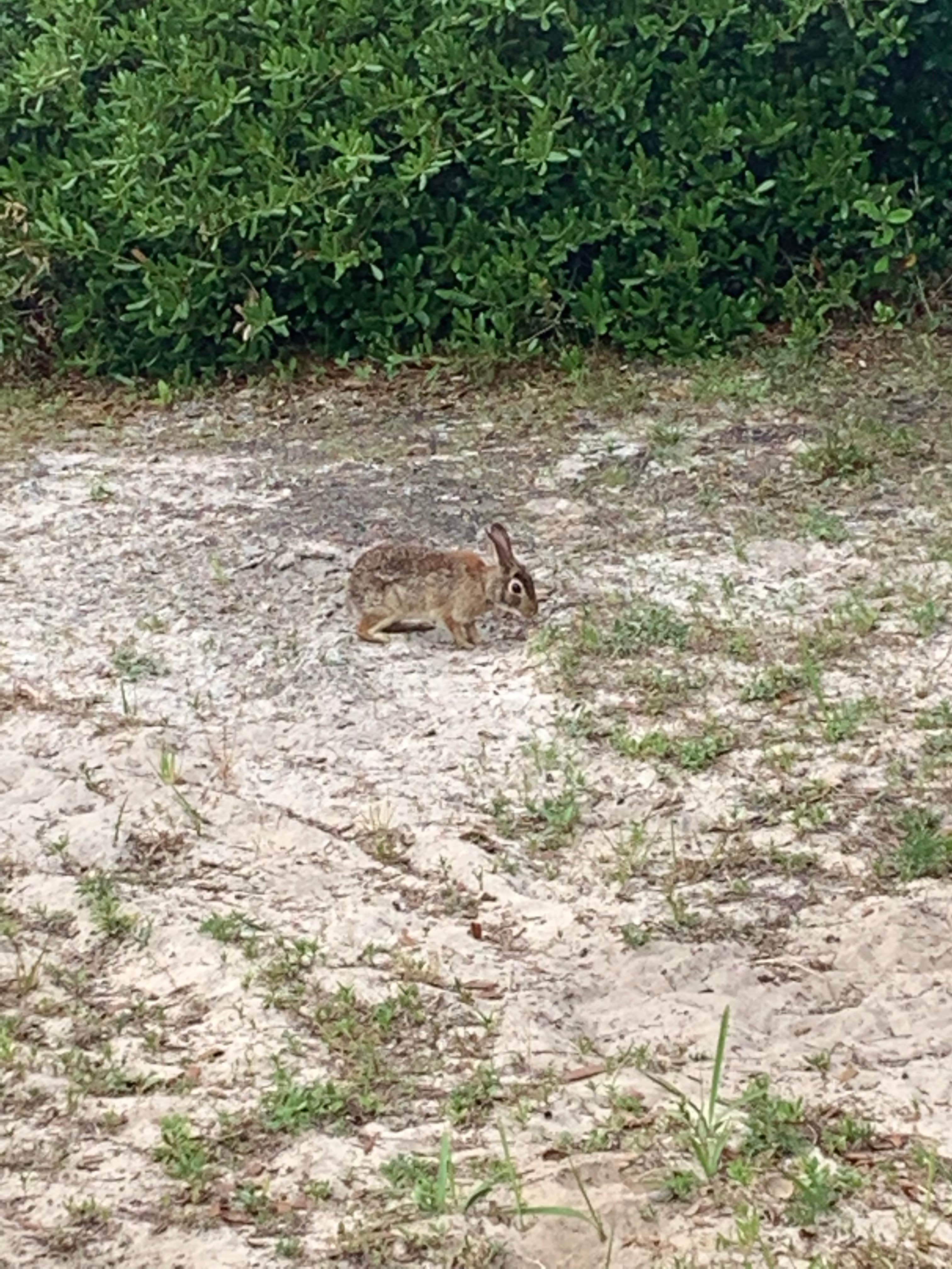 JJ M.'s photo of camping with pets at Gulf State Park Campground near Foley, AL
