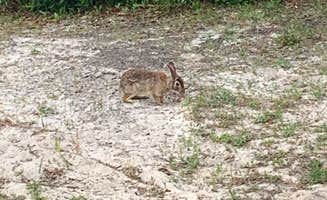 JJ M.'s photo of camping with pets at Gulf State Park Campground near Spanish Fort, AL