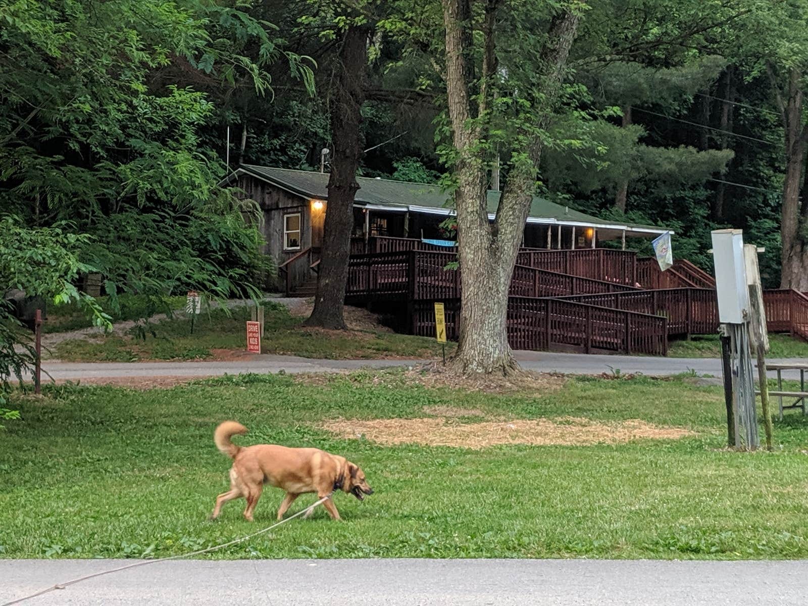 Nicholas H.'s photo of camping with pets at Spring Creek Campground near Greenbrier, TN