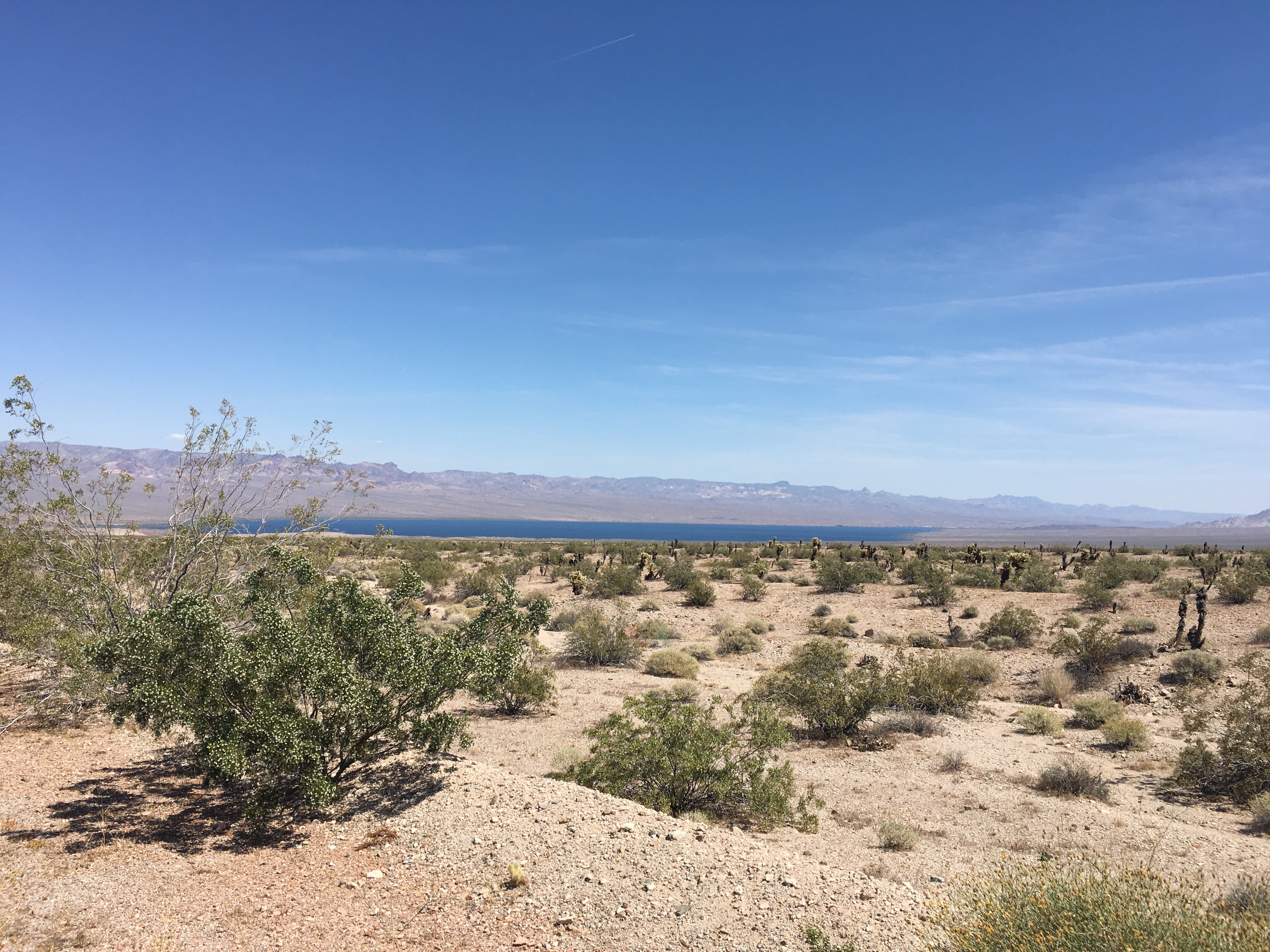 Camper submitted image from Cottonwood Cove Resort RV Park — Lake Mead National Recreation Area - 2