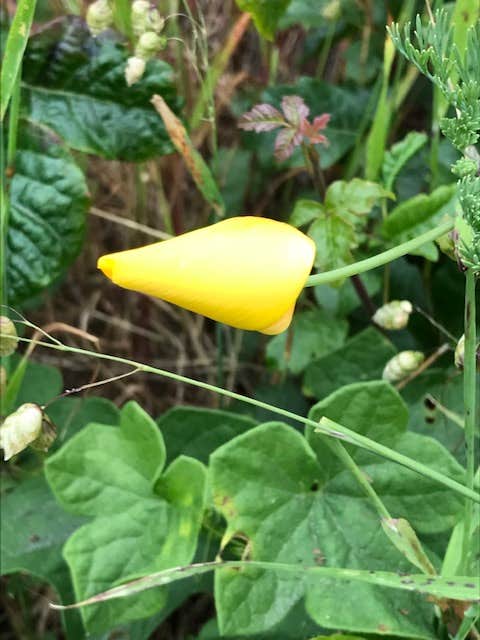Camper-submitted photo at Westside Regional Park near Bridgehaven, CA
