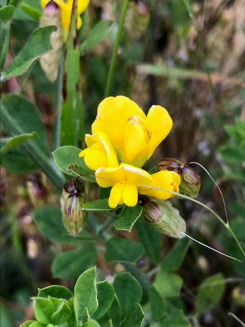 Camper-submitted photo at Westside Regional Park near Bridgehaven, CA
