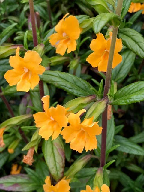Camper-submitted photo at Westside Regional Park near Bridgehaven, CA