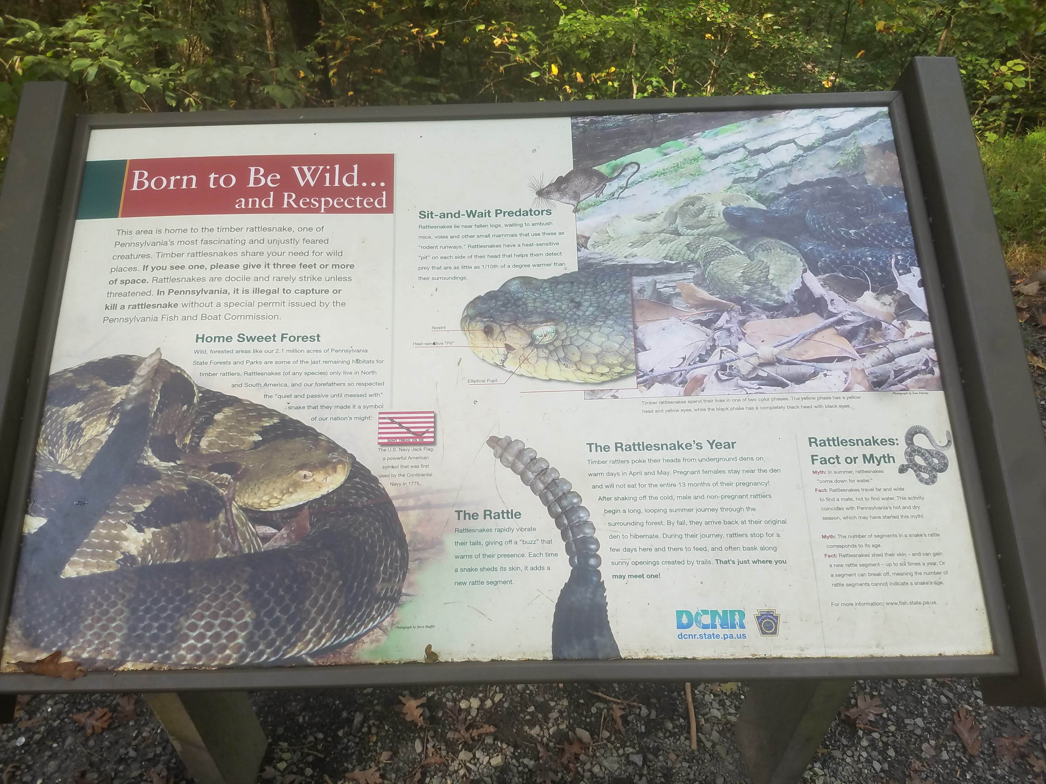 Camper-submitted photo at Drooly Bear Cabin near Orbisonia, PA