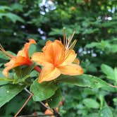 Review photo of Mile High Campground — Great Smoky Mountains National Park by Gretchen G., June 4, 2019