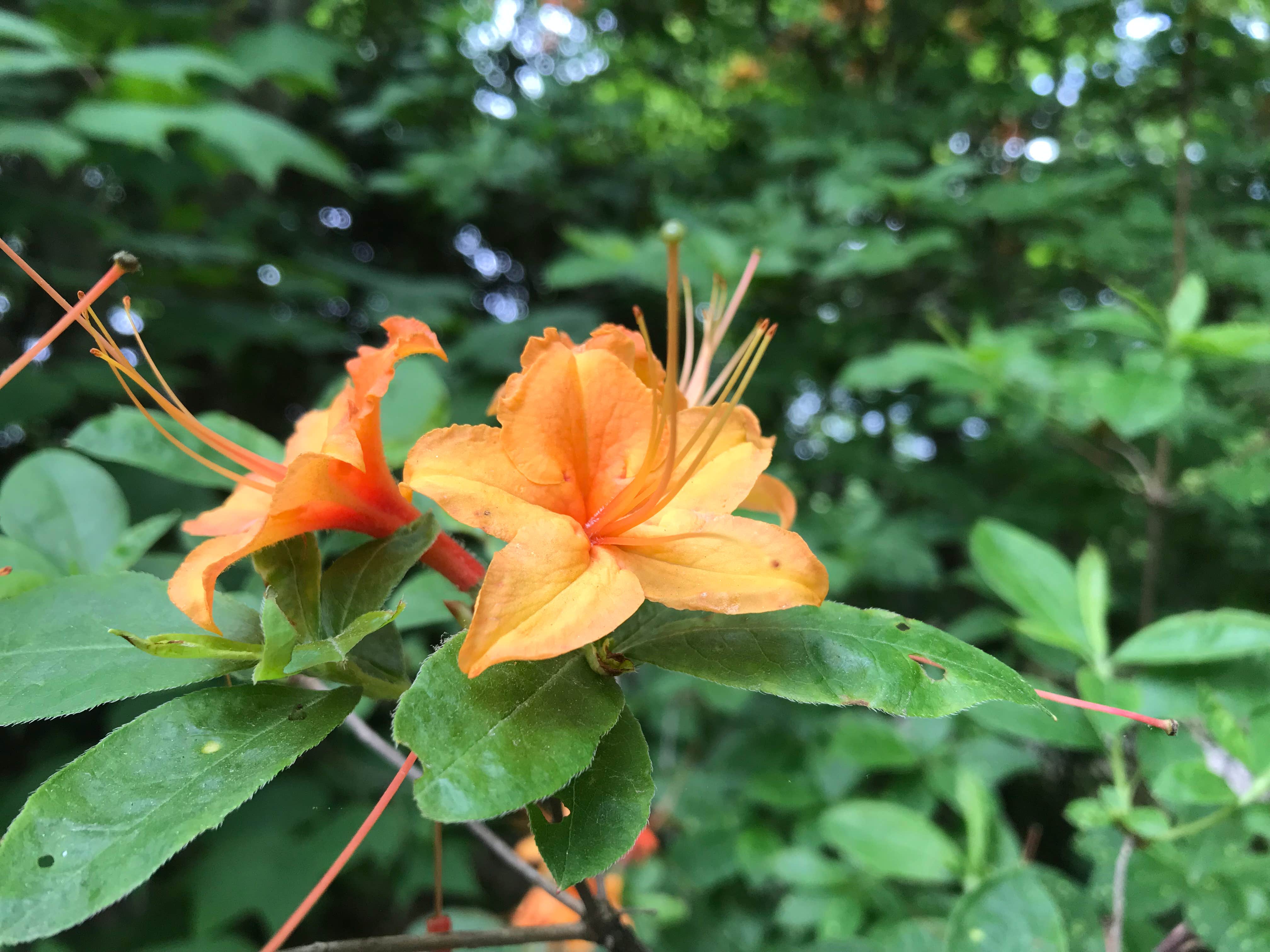 Camper submitted image from Mile High Campground — Great Smoky Mountains National Park - 2