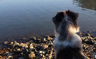 Brad H.'s photo of camping with pets at Old Boy Scout Campground near Cadiz, KY