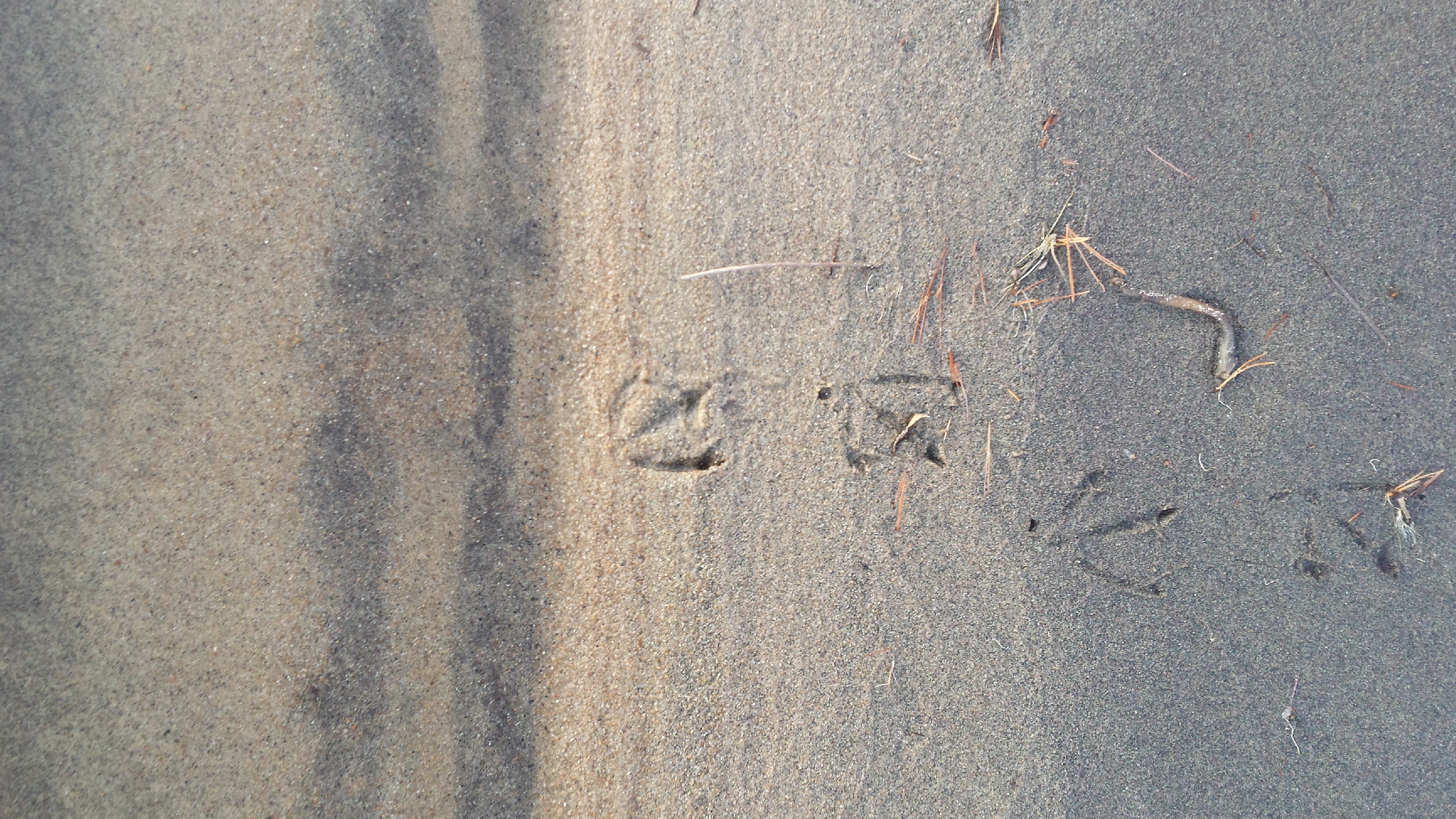 duck tracks on the beach