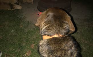 Roni J.'s photo of camping with pets at Maple Springs Campground near Byron, MN