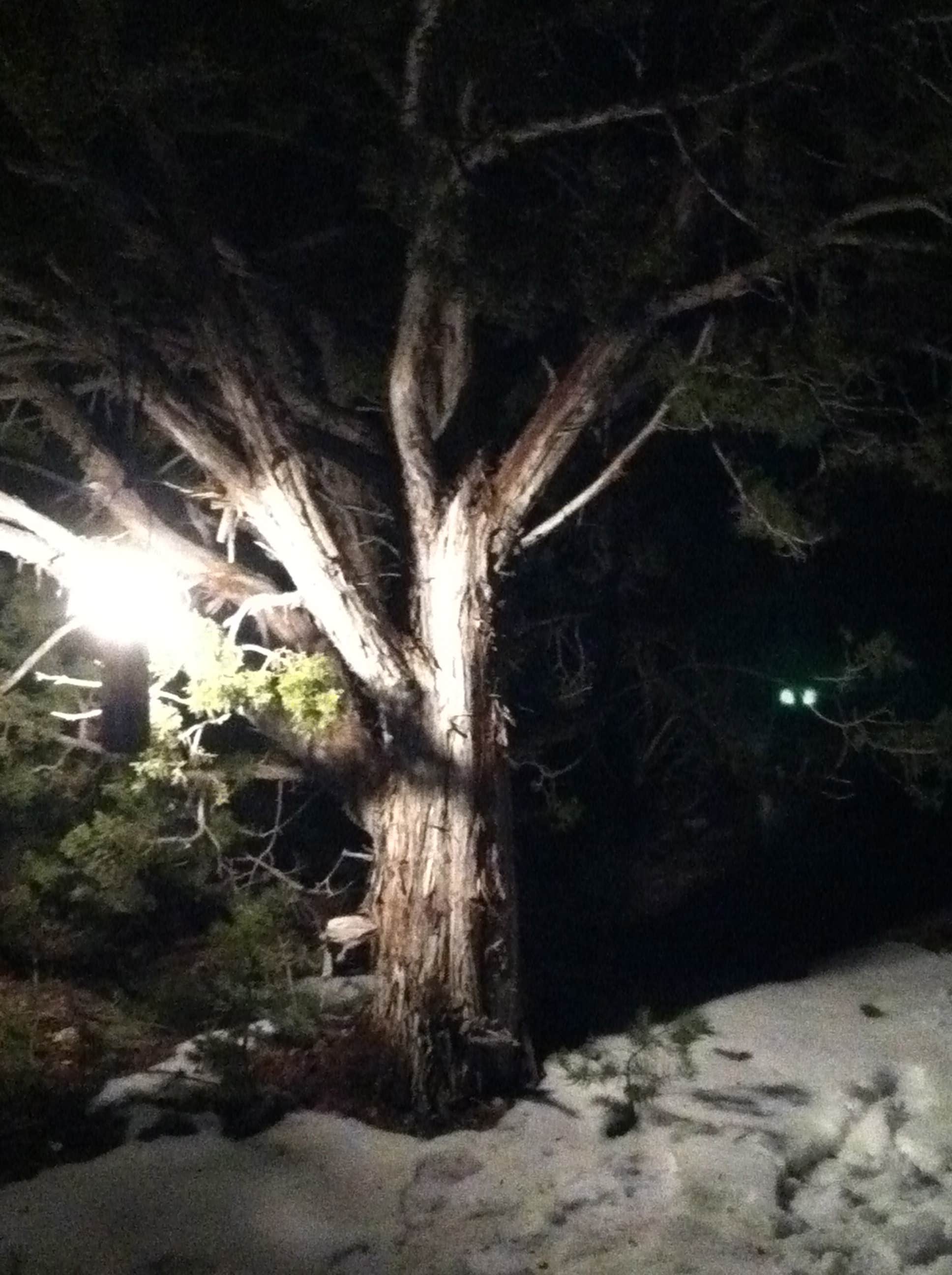 Camper submitted image from Mahogany Grove - 3