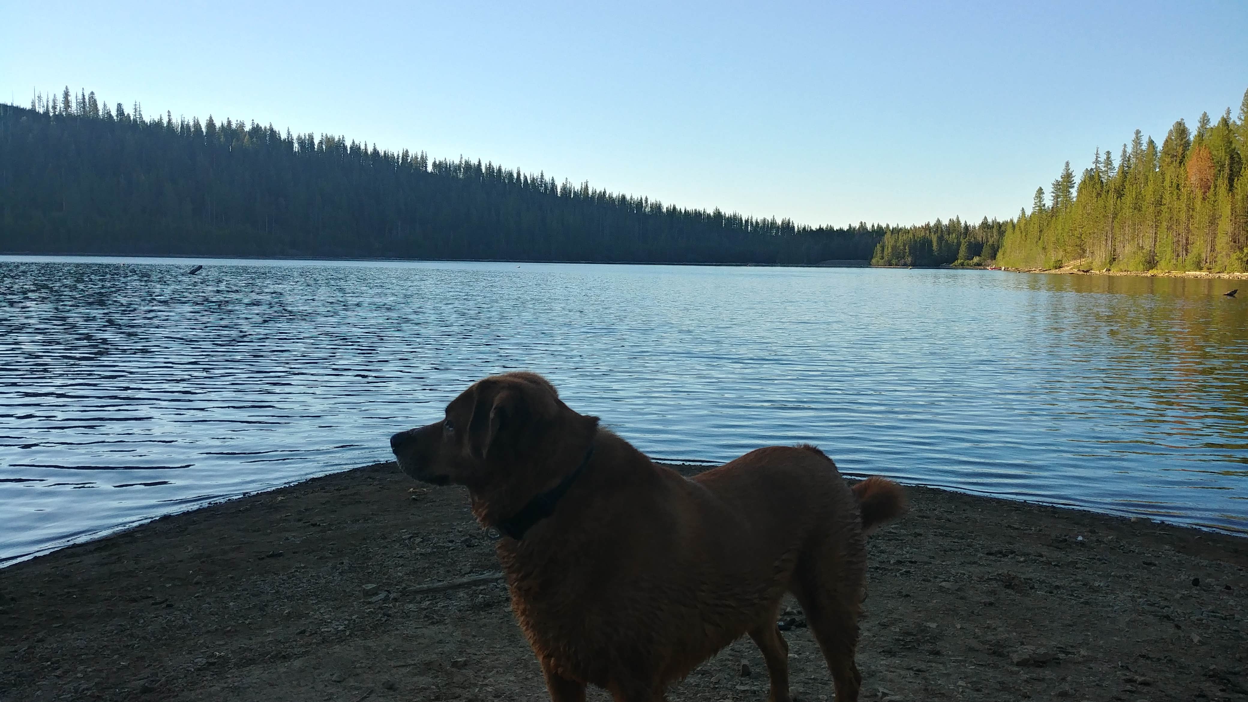 Laura C.'s photo of camping with pets at Olive Lake Campground (Or) — Umatilla National Forest near Baker City, OR