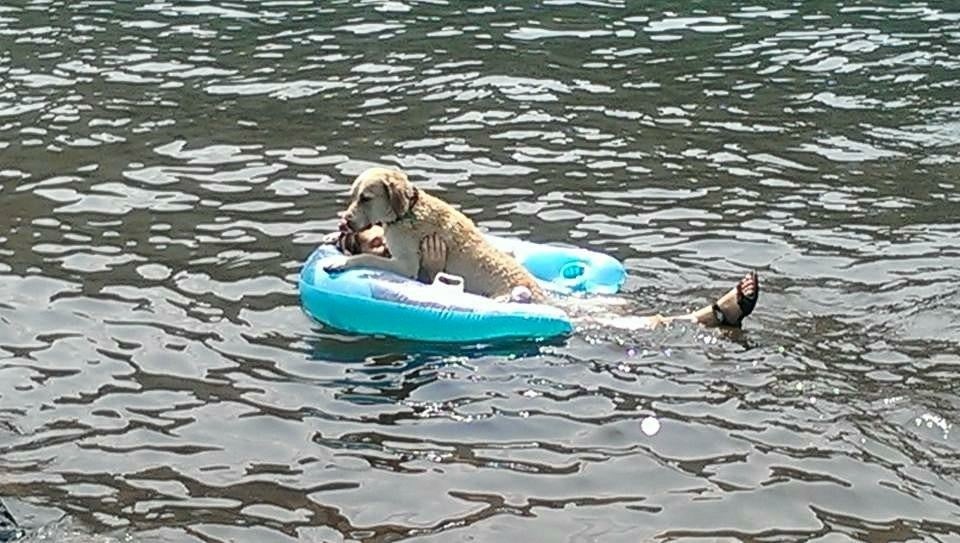 Cooling off in the water. The pup was still learning to swim