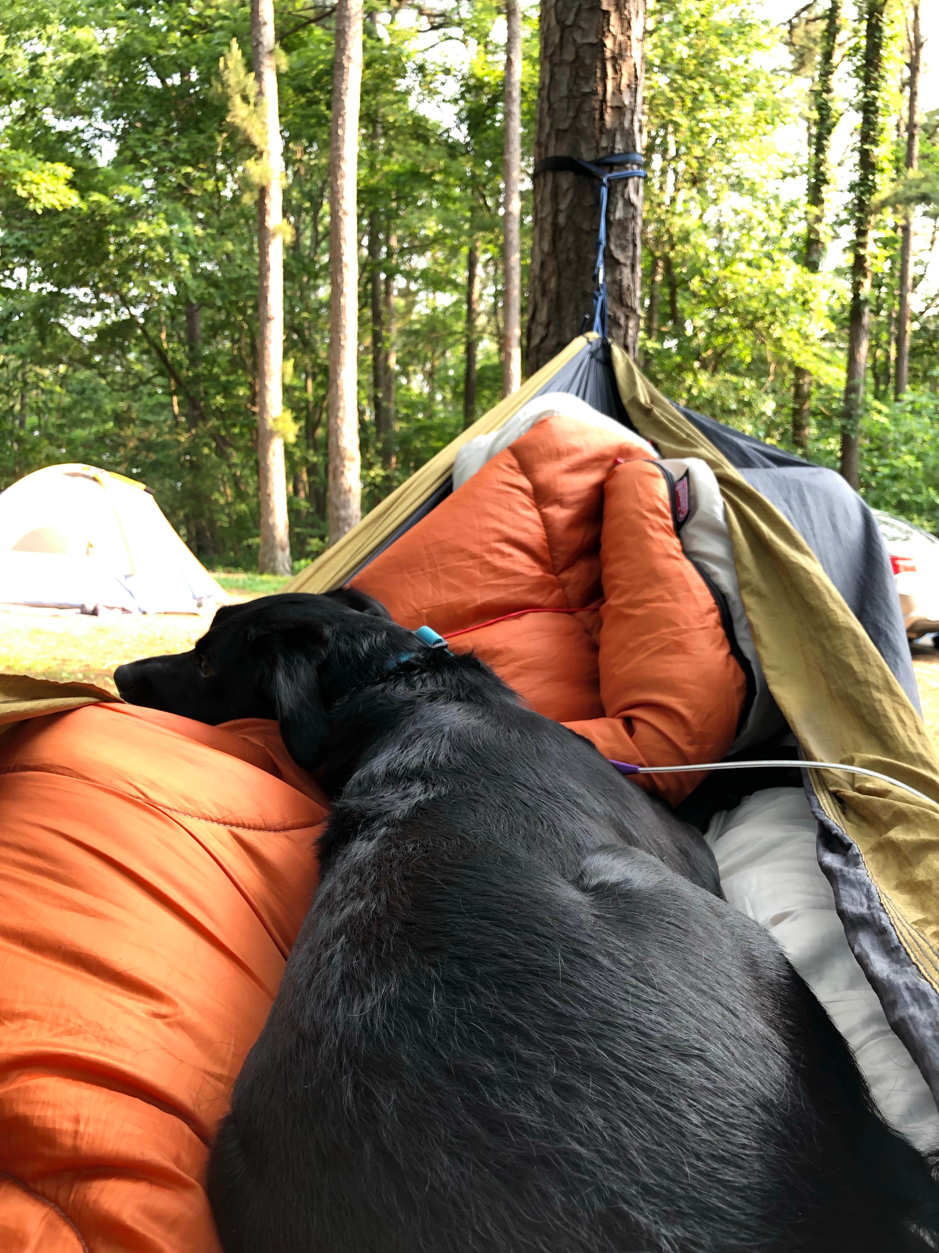 Lane M.'s photo of camping with pets at Pharoah - Garden of the Gods Rec Area Campground near Herod, IL