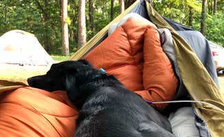 Lane M.'s photo of camping with pets at Pharoah - Garden of the Gods Rec Area Campground near Shawnee National Forest