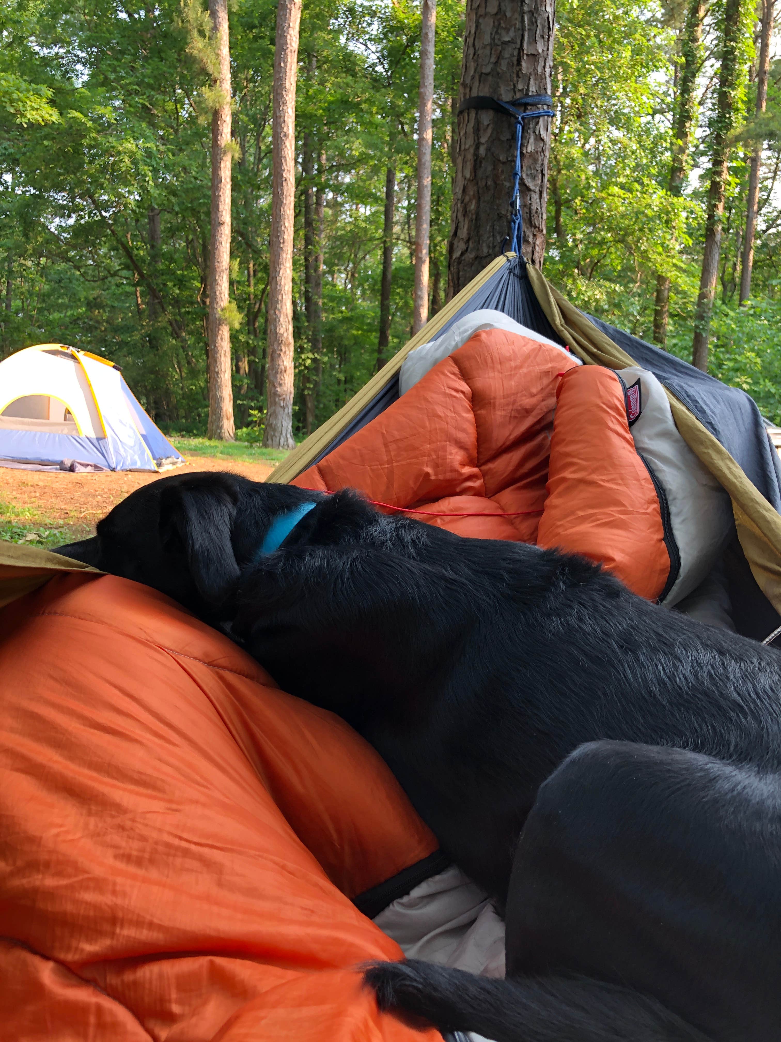 Lane M.'s photo of camping with pets at Pharoah - Garden of the Gods Rec Area Campground near New Harmony, IN