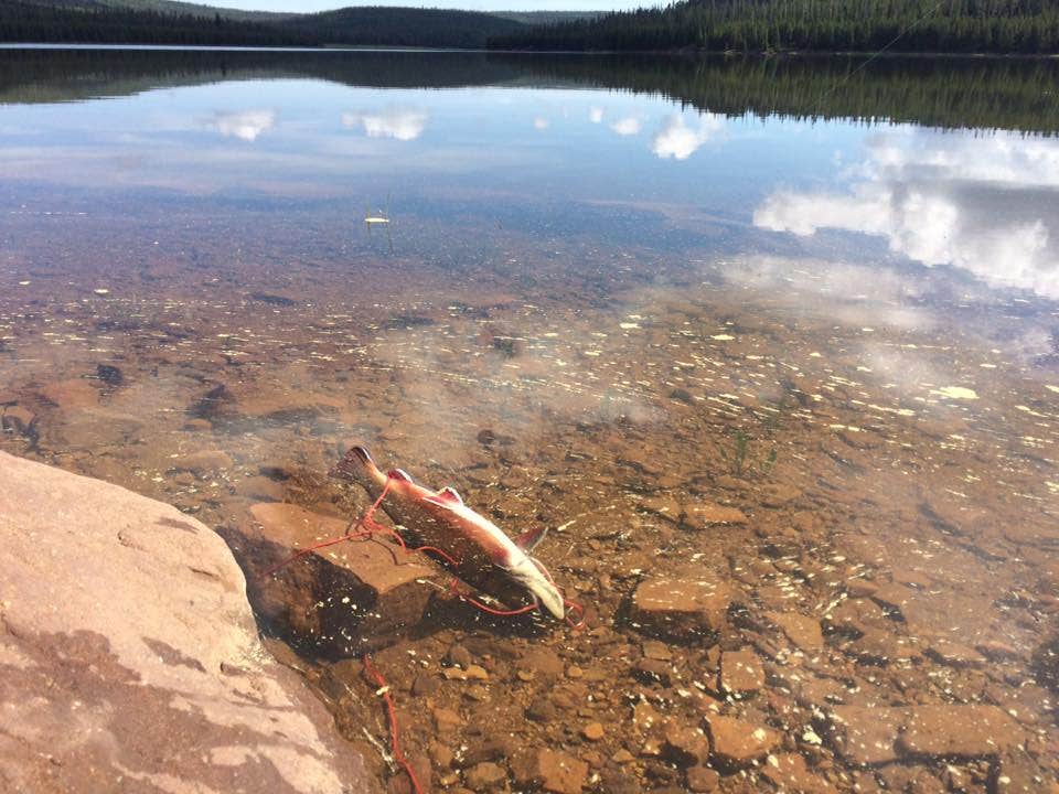 Camper-submitted photo at East Park Campground - Ashley National Forest near Manila, UT
