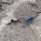 Review photo of Morro Bay State Park Campground by Hayley K., June 6, 2019