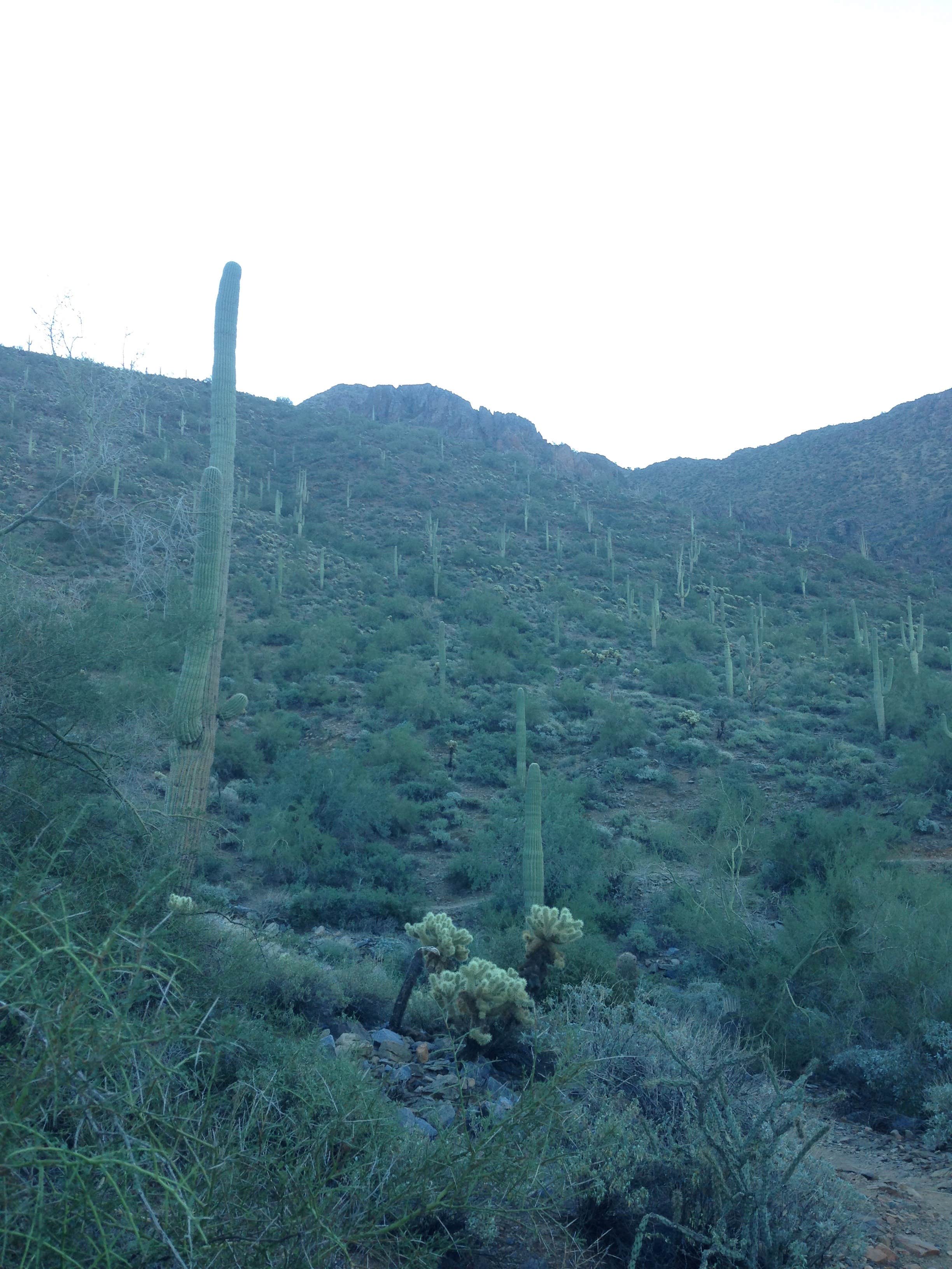McDowell Mountain Regional Park