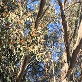 Review photo of Morro Bay State Park Campground by Hayley K., June 6, 2019