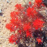 Review photo of Geology Tour Road Dispersed Camping — Joshua Tree National Park by Hayley K., June 6, 2019