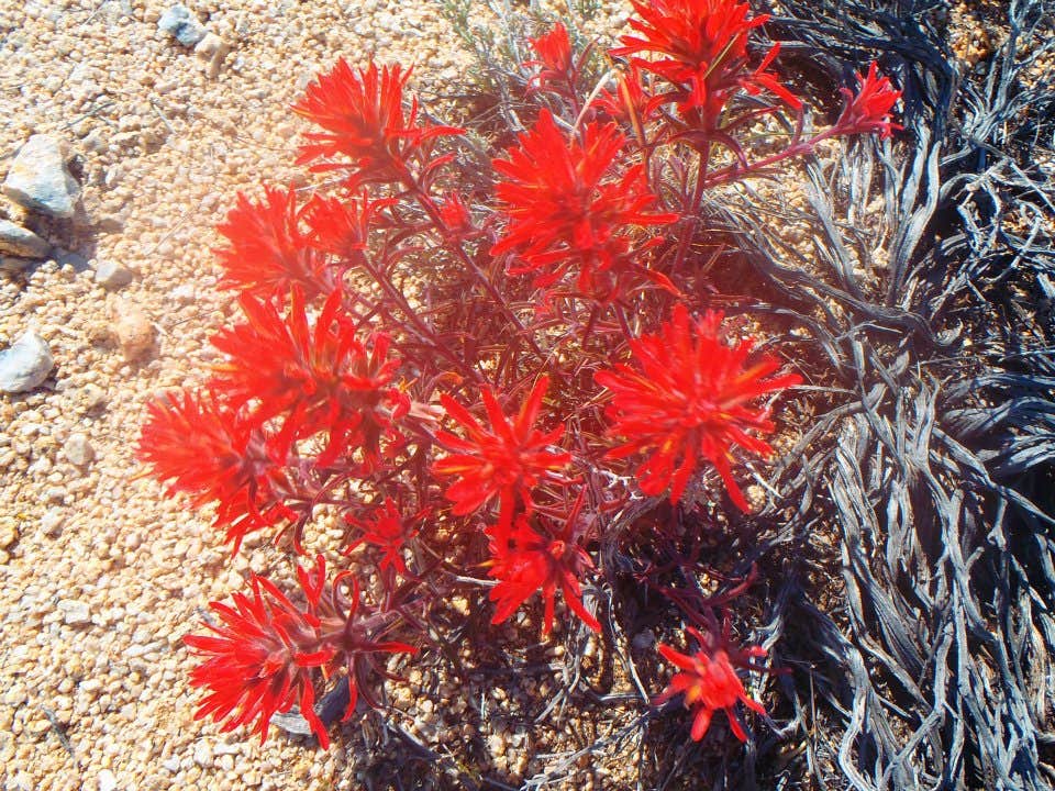 Camper submitted image from Geology Tour Road Dispersed Camping — Joshua Tree National Park - 2