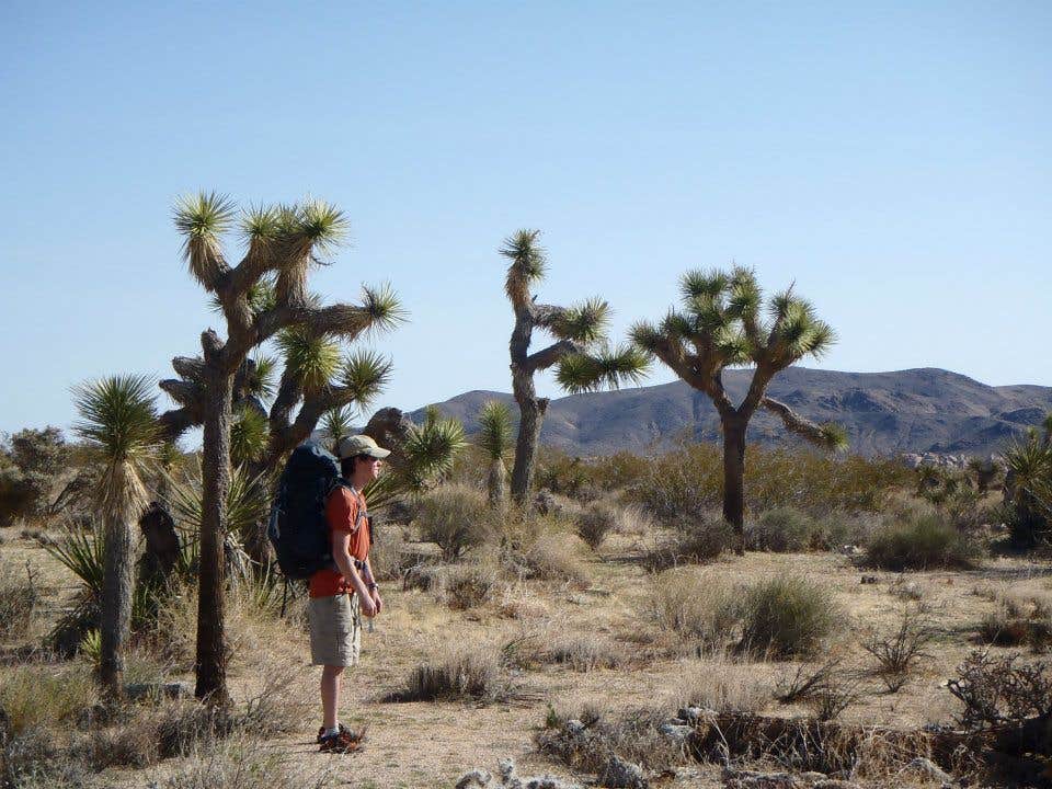 Camper submitted image from Geology Tour Road Dispersed Camping — Joshua Tree National Park - 1