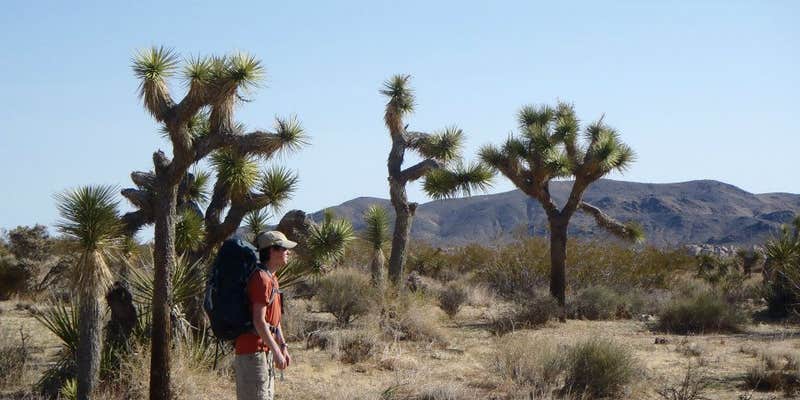 Camper submitted image from Geology Tour Road Dispersed Camping — Joshua Tree National Park