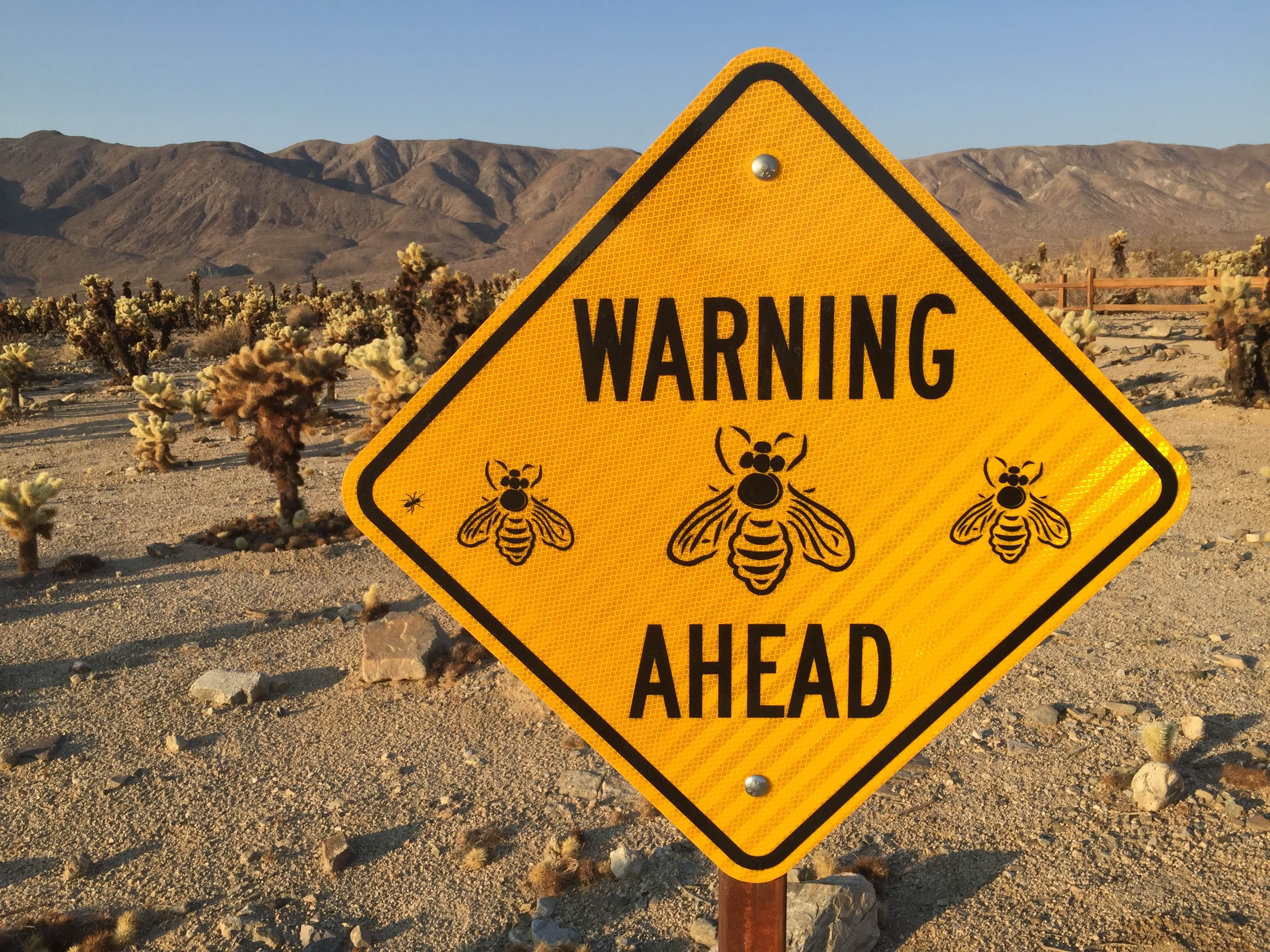 Camper submitted image from Ryan Campground — Joshua Tree National Park - 5
