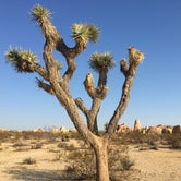 Review photo of Ryan Campground — Joshua Tree National Park by Stephanie Z., August 31, 2016
