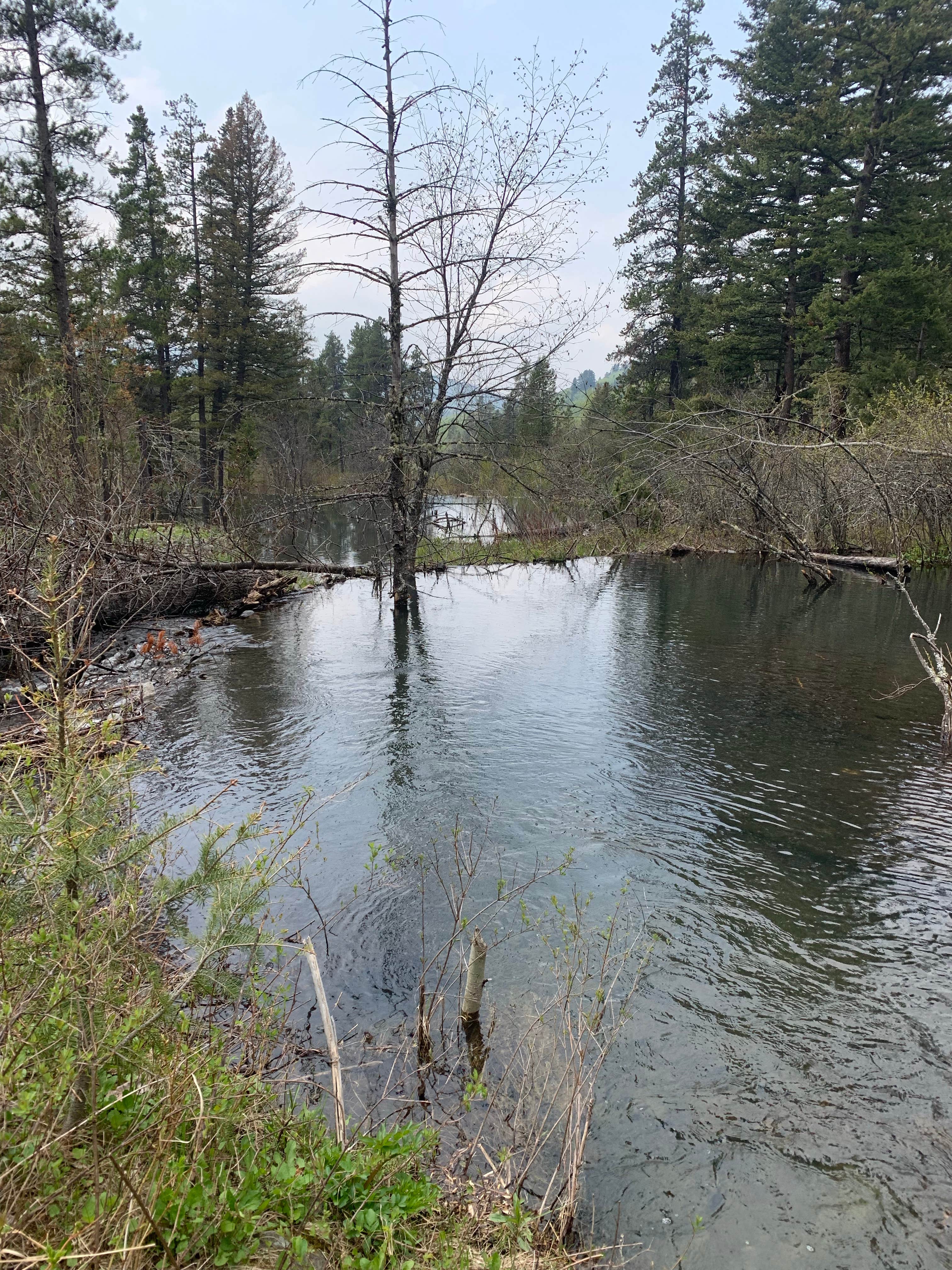 Camper-submitted photo at Thain Creek near Stanford, MT
