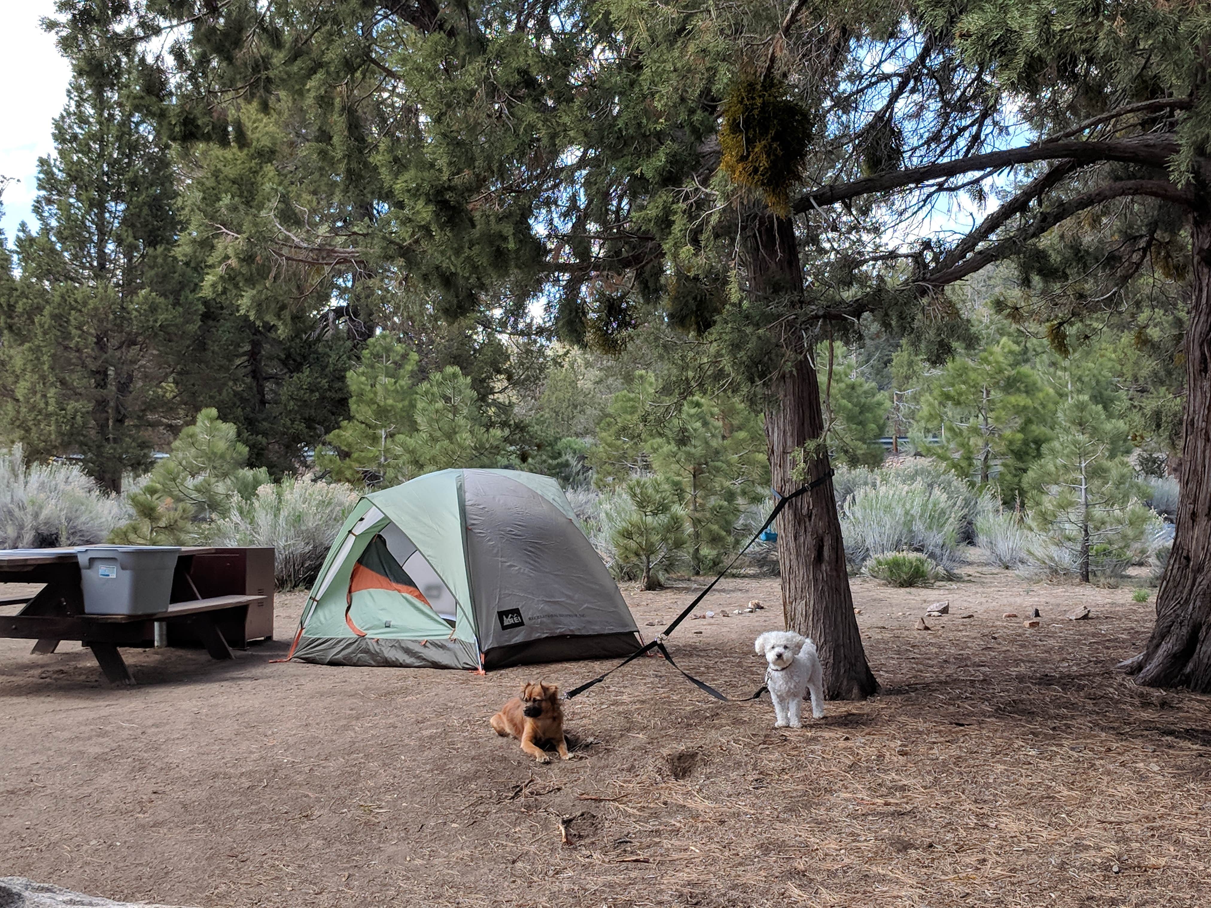 Camper-submitted photo at Serrano near Cedarpines Park, CA
