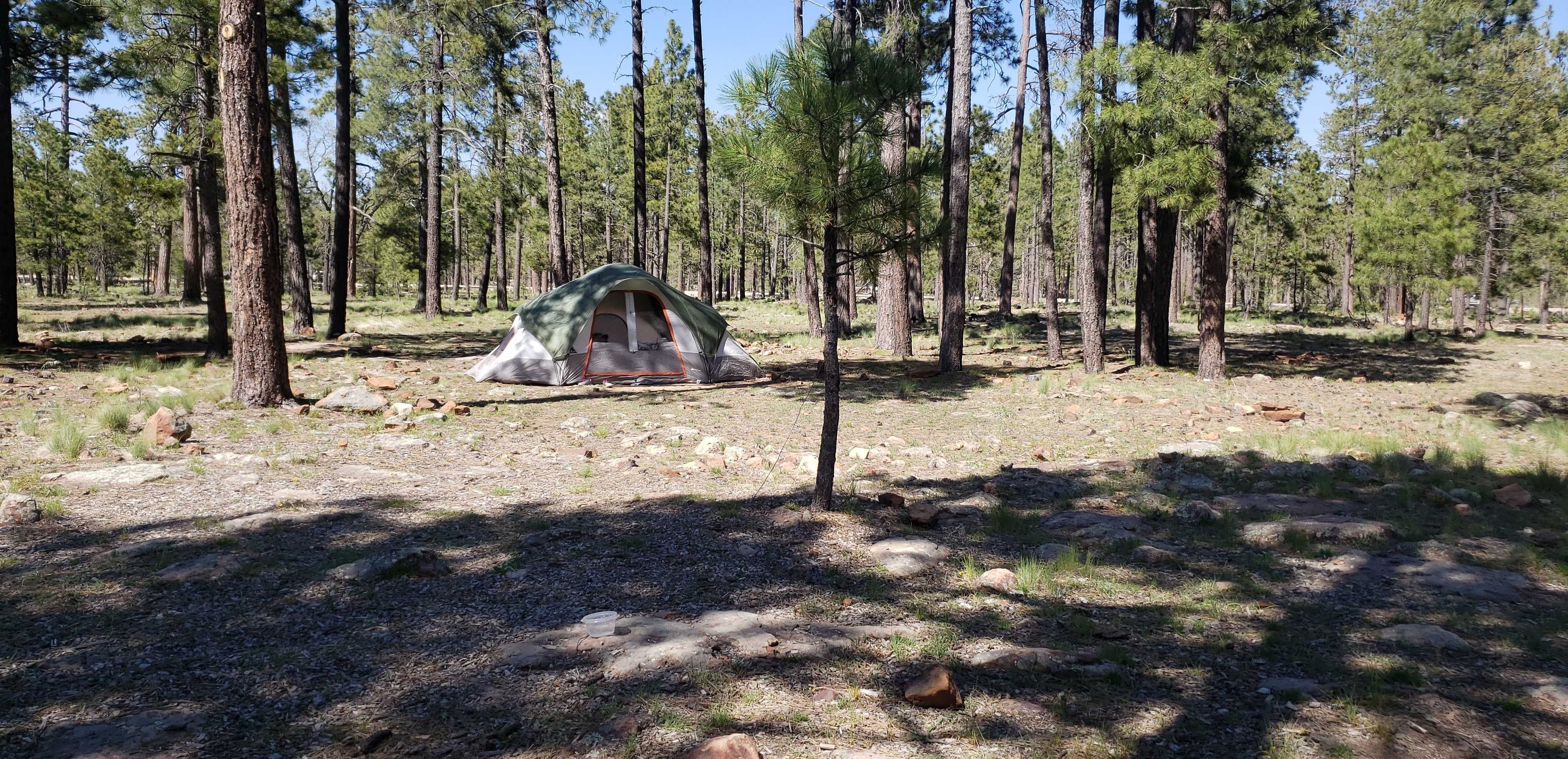 Camper submitted image from Mogollon Campground - 5