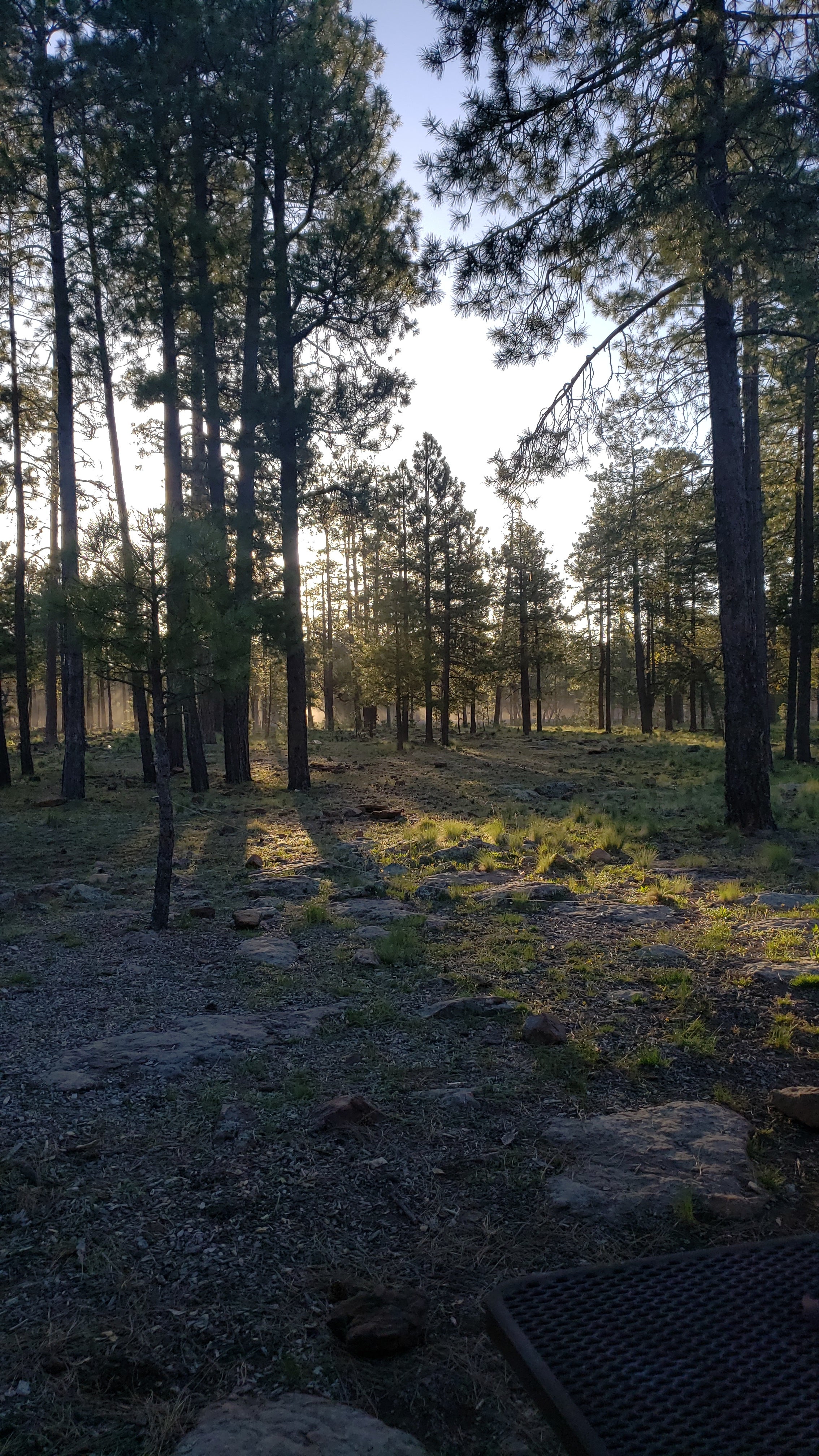 Camper submitted image from Mogollon Campground - 3