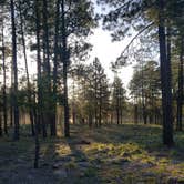 Review photo of Mogollon Campground by AJ A., June 7, 2019