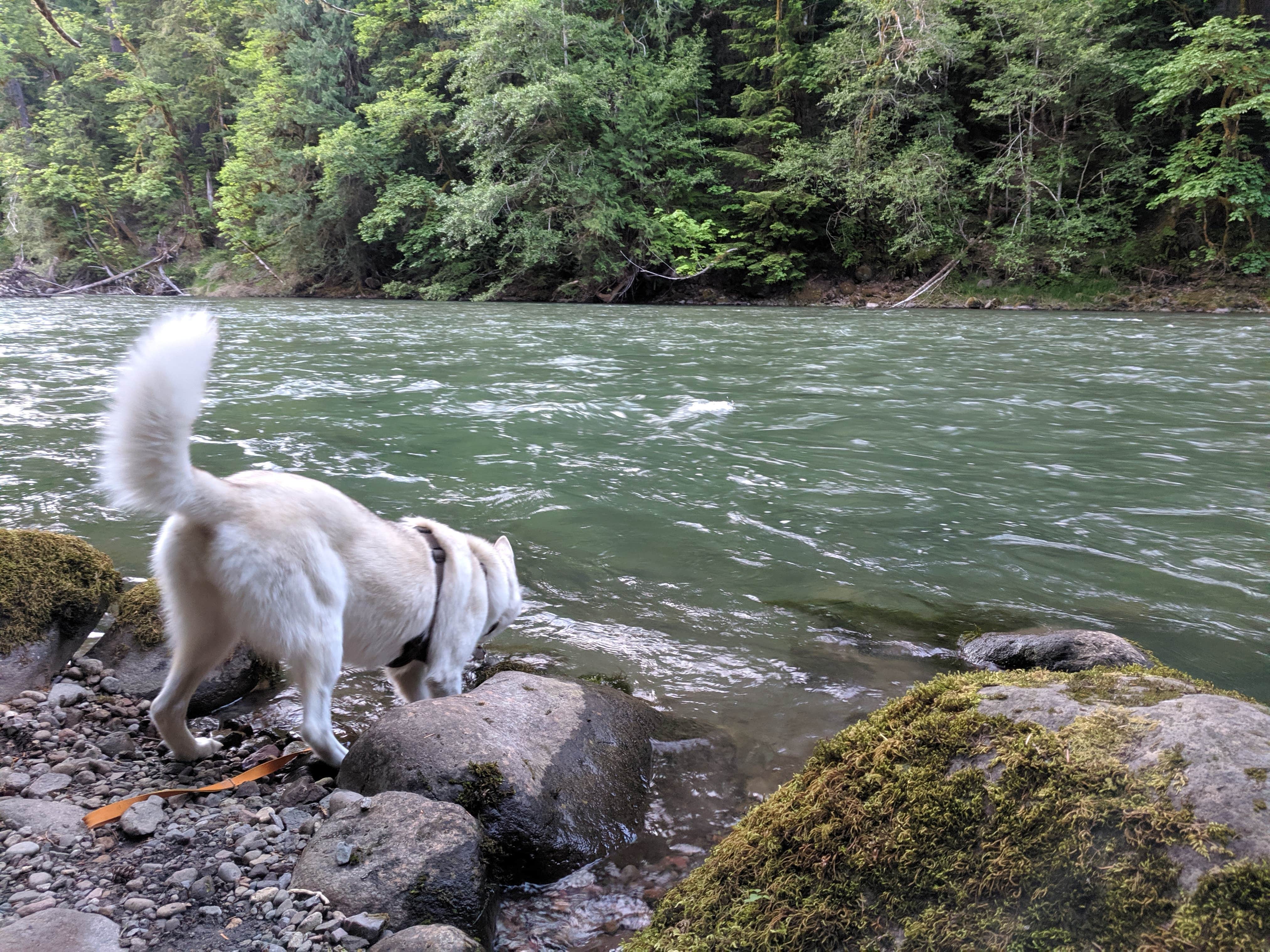 Tyler D.'s photo of camping with pets at Iron Creek Campground near Gifford Pinchot National Forest
